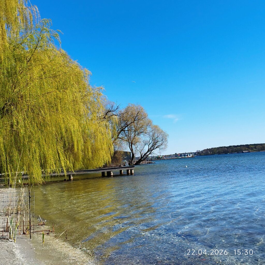 Blick vom Strand über die Müritz mit Weide